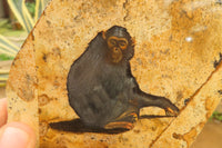 Hand Made Chimpanzee Decoupage on Picture Stone Jasper Stone Slabs - sold per item - From Namibia