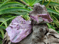 Natural Stichtite Cobbed Specimens x 12 From Barberton, South Africa