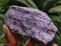 Natural Stichtite Cobbed Specimens x 12 From Barberton, South Africa