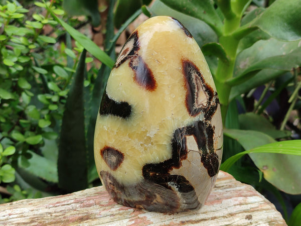 Polished Septerye Standing Free Form x 1 From Mahajanga, Madagascar