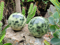 Polished Leopard Stone Spheres x 2 From Nyanga, Zimbabwe