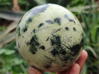 Polished Leopard Stone Spheres x 2 From Nyanga, Zimbabwe