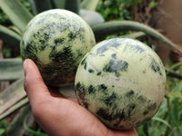 Polished Leopard Stone Spheres x 2 From Nyanga, Zimbabwe