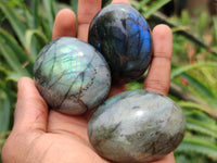 Polished Labradorite Palm Stones x 12 From Madagascar