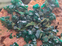 Natural Dioptase Cabinet Specimen x 1 From Reneville Brazzaville, Congo