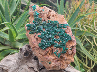 Natural Dioptase Cabinet Specimen x 1 From Reneville Brazzaville, Congo