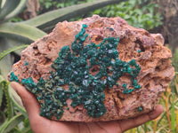 Natural Dioptase Cabinet Specimen x 1 From Reneville Brazzaville, Congo