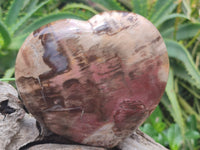 Polished Podocarpus Petrified Hearts x 2 From Mahajanga, Madagascar