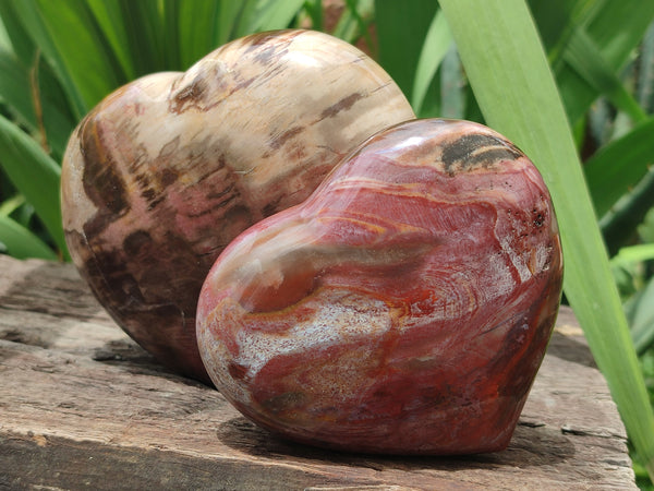 Polished Podocarpus Petrified Hearts x 2 From Mahajanga, Madagascar