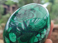 Polished Flower Banded Malachite Eggs x 2 From Congo