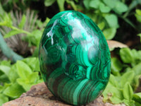 Polished Flower Banded Malachite Eggs x 2 From Congo