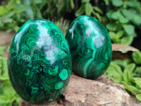 Polished Flower Banded Malachite Eggs x 2 From Congo