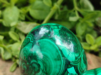 Polished Flower Banded Malachite Eggs x 2 From Congo