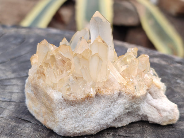 Natural Clear Quartz Clusters x 12 From Madagascar