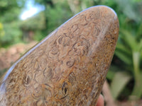 Polished Oceanic Fossil Standing Free Forms x 3 From Madagascar