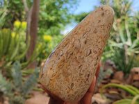 Polished Oceanic Fossil Standing Free Forms x 3 From Madagascar