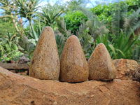 Polished Oceanic Fossil Standing Free Forms x 3 From Madagascar