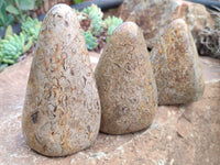 Polished Oceanic Fossil Standing Free Forms x 3 From Madagascar