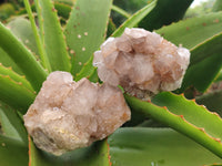 Natural Spirit Quartz Clusters x 12 From Boekenhouthoek, South Africa