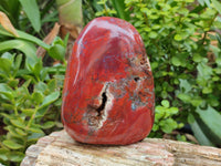 Polished Red Jasper Standing Free Forms x 2 From Madagascar