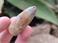 Natural Belemnite Fossils x 40 From Madagascar