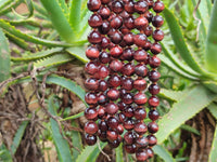 Polished Red Tigers Eye Bead Necklaces - Sold Per Item - From South Africa