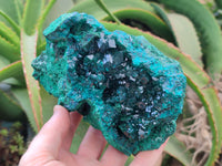 Natural Dioptase Cabinet Specimen x 1 From Reneville Brazzaville, Congo