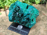 Natural Dioptase Cabinet Specimen x 1 From Reneville Brazzaville, Congo