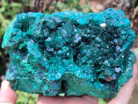 Natural Dioptase Cabinet Specimen x 1 From Reneville Brazzaville, Congo