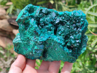 Natural Dioptase Cabinet Specimen x 1 From Reneville Brazzaville, Congo