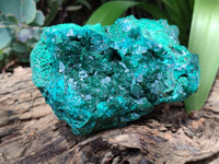 Natural Dioptase Cabinet Specimen x 1 From Reneville Brazzaville, Congo