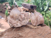 Natural Smokey Phantom Quartz Clusters x 12 From Luena, Congo