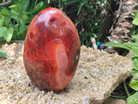 Polished Carnelian Standing Free Forms x 3 From Madagascar