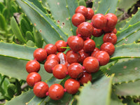 Polished Red Jasper Bead Necklace - Sold Per Item - From South Africa