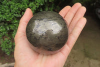 Polished Pharaoh Stone Spheres x 3 From Zimbabwe