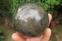 Polished Pharaoh Stone Spheres x 3 From Zimbabwe