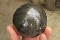 Polished Pharaoh Stone Spheres x 3 From Zimbabwe