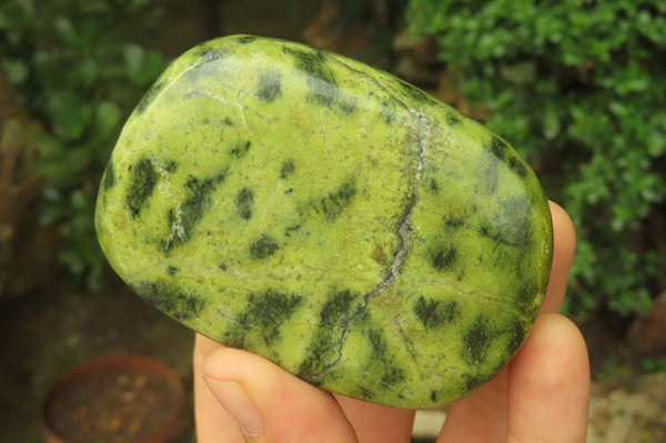 Polished Leopard Stone Palm Stones x 6 From Zimbabwe