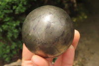 Polished Pharaoh Stone Spheres x 3 From Zimbabwe