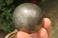 Polished Pharaoh Stone Spheres x 3 From Zimbabwe