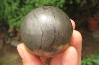 Polished Pharaoh Stone Spheres x 3 From Zimbabwe