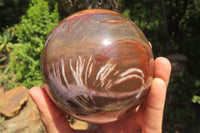 Polished Podocarpus Petrified Wood Sphere x 1 From Mahajanga, Madagascar