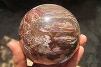 Polished Podocarpus Petrified Wood Sphere x 1 From Mahajanga, Madagascar