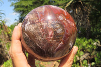 Polished Podocarpus Petrified Wood Sphere x 1 From Mahajanga, Madagascar