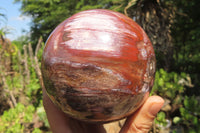 Polished Podocarpus Petrified Wood Sphere x 1 From Mahajanga, Madagascar