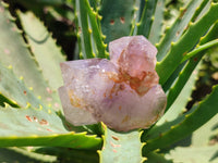 Natural Zululand Amethyst Crystals x 12 From South Africa