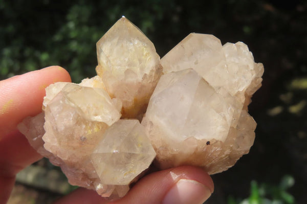 Natural Smokey Quartz Clusters x 6 From Luena, Congo