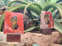 Hand Made Lioness Decoupage on Red Jasper Stone Slabs - sold per item - From South Africa