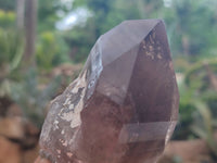 Natural Smokey Quartz Crystals x 6 From Zomba, Malawi