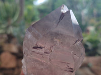 Natural Smokey Quartz Crystals x 6 From Zomba, Malawi